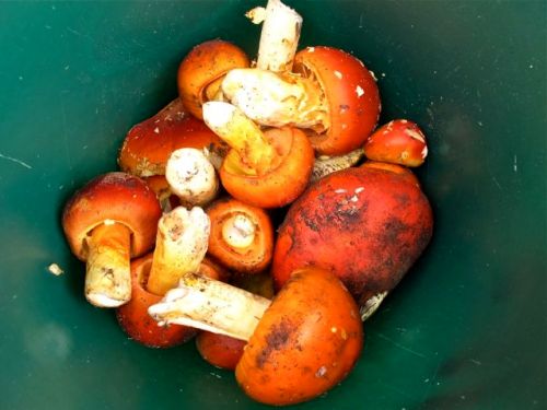 Orange capped mushrooms in a green container