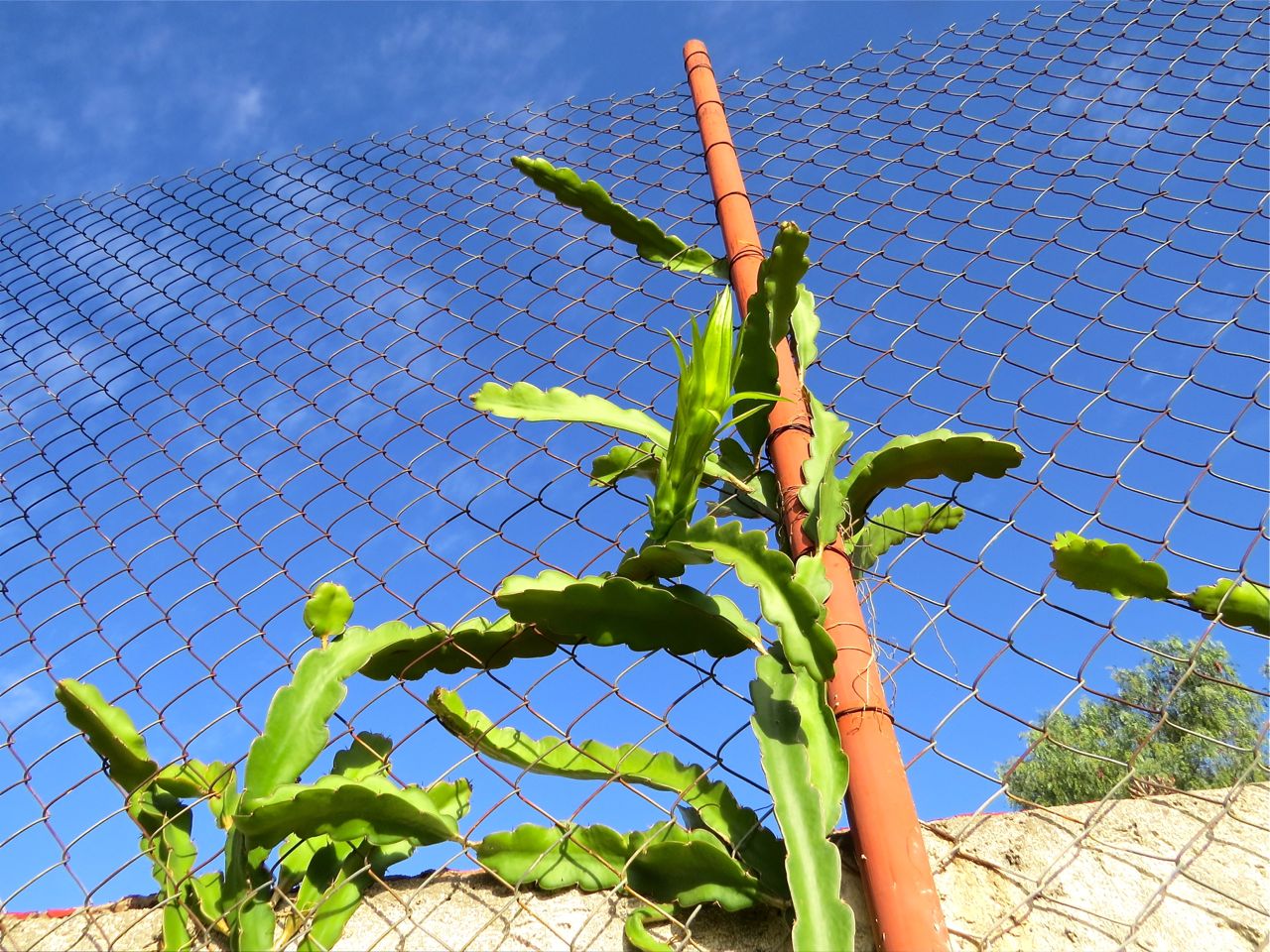 Pitahaya climbing chain link fence
