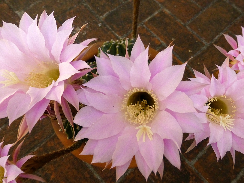 Cactus flowers for Mother\u2019s Day | View From Casita Colibr\u00ed