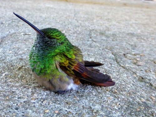 Baby hummingbird on driveway
